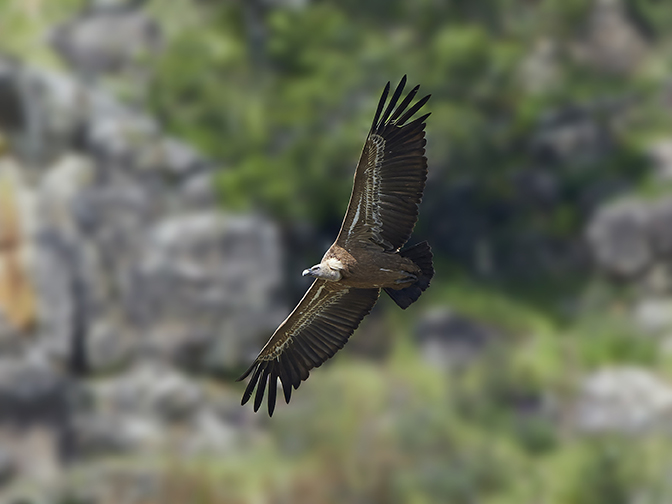 turismo avistamiento de aves murillo de gállego