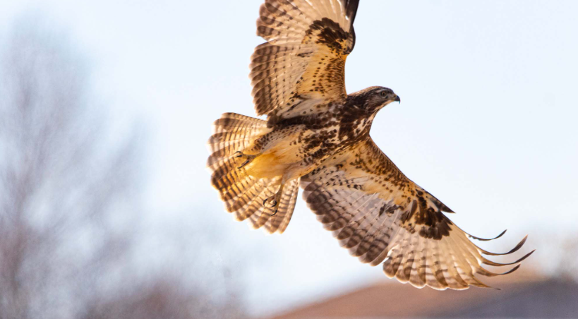 turismo de observación de aves Pirineo
